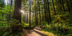 over-the-river-and-through-the-woods_t20_X2oB9G